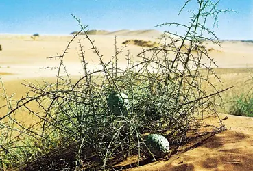 Végétation dans le Namib - crédits : A. Bannister from the Natural History Photographic Agency