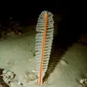 Plume de mer - crédits : DeAgostini/ Getty Images