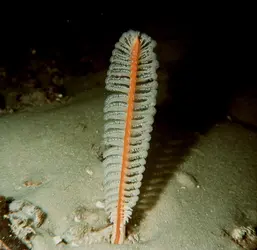 Plume de mer - crédits : DeAgostini/ Getty Images