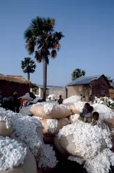 Production de coton au Togo - crédits : C. Sappa/ De Agostini/ Getty Images