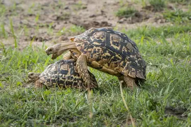 Tortue-léopard - crédits : Matthias Graben/ ImageBroker/ Getty Images