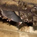 Chauve-souris <it>Myotis myotis</it> ou grand murin - crédits : H-P. Stutz/ D.R.