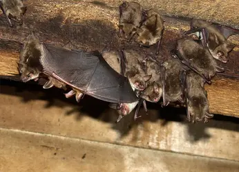 Chauve-souris <it>Myotis myotis</it> ou grand murin - crédits : H-P. Stutz/ D.R.