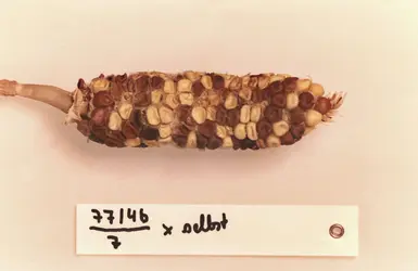 Épi de maïs du laboratoire de Barbara McClintock - crédits : American Philosophical Society/ Science Photo Library
