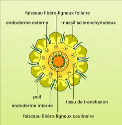 Coupe - crédits : Encyclopædia Universalis France