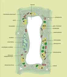 Cellule végétale : anatomie - crédits : Encyclopædia Universalis France