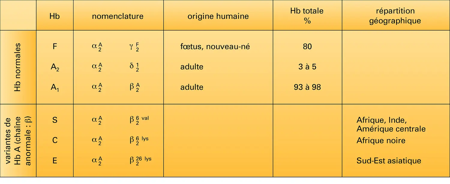 Hémoglobines normales et anormales