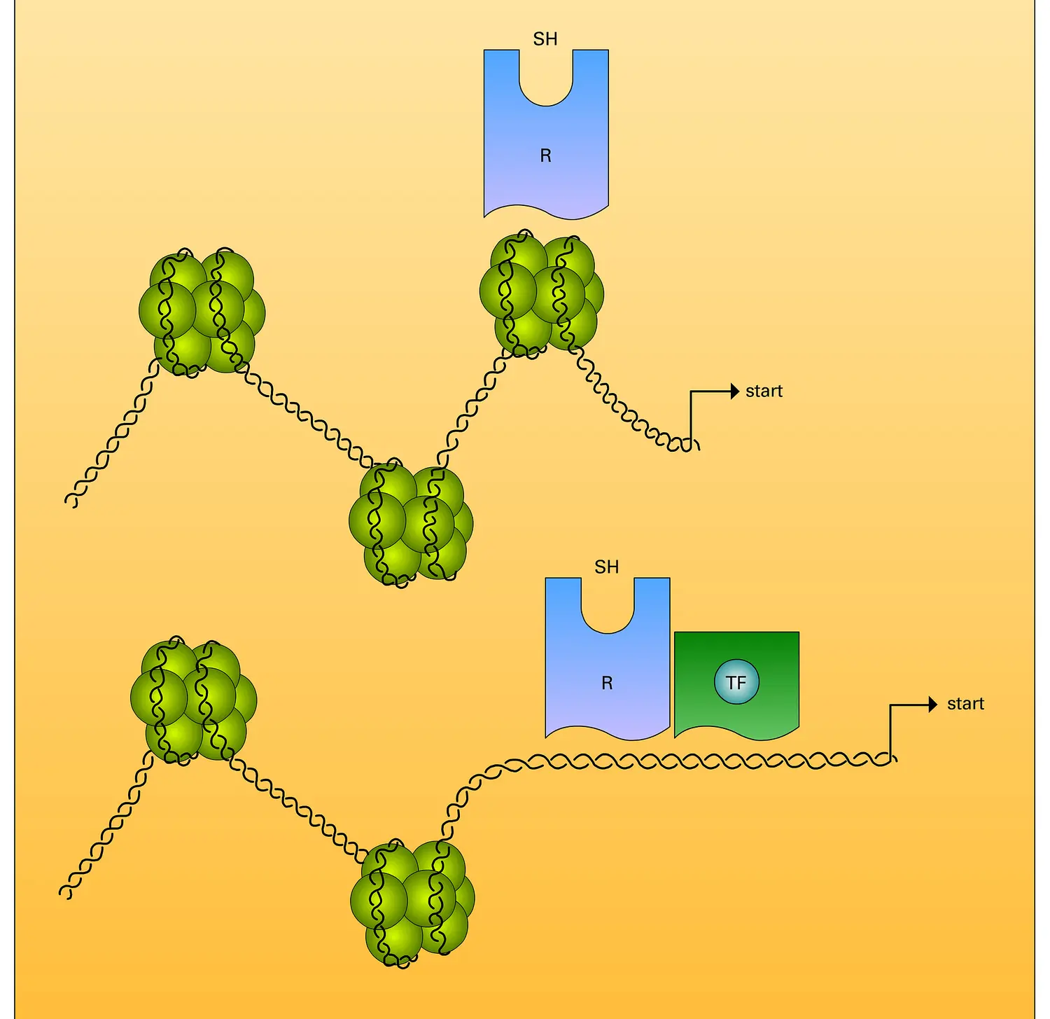 Transcription d'un gène dans la chromatine