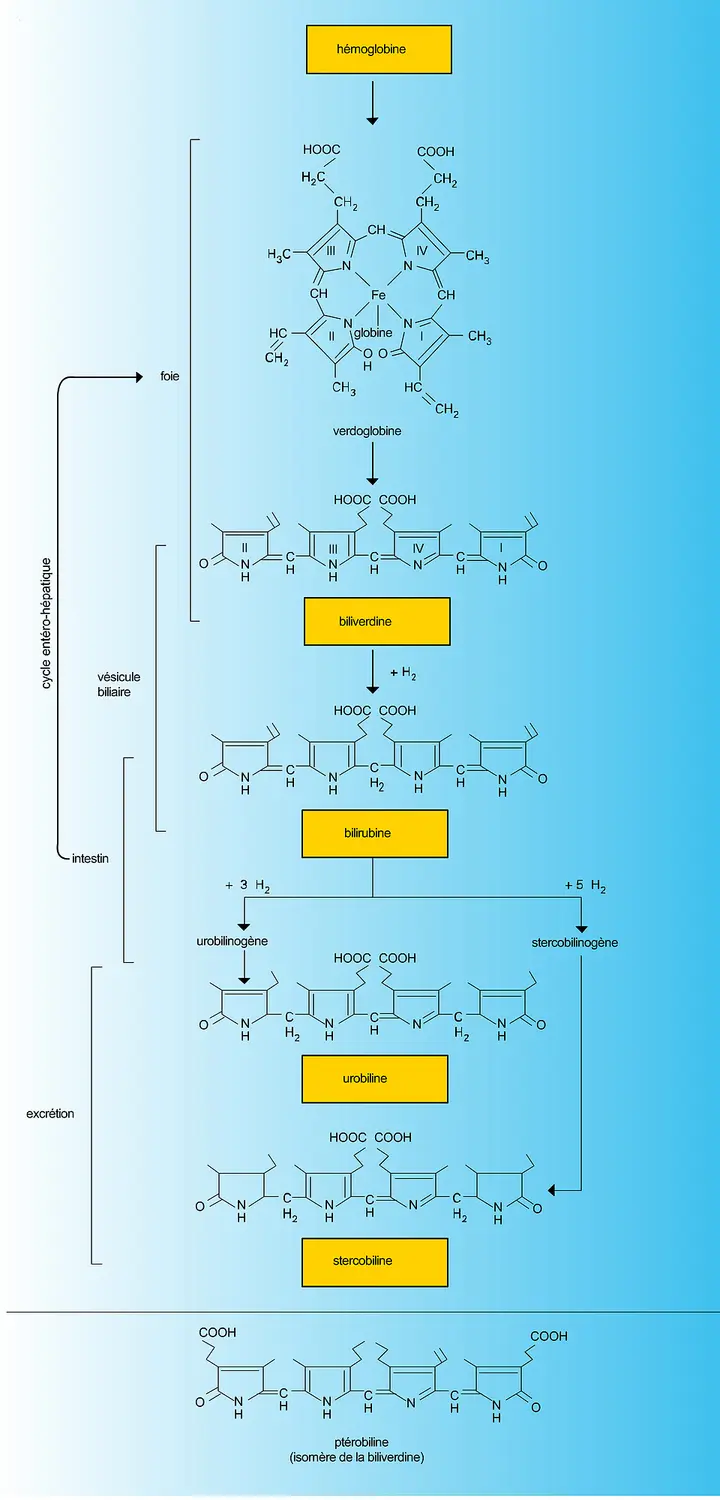 Catabolisme de l'hémoglobine