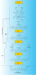 Catabolisme de l'hémoglobine - crédits : Encyclopædia Universalis France