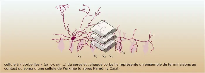 Formes - crédits : Encyclopædia Universalis France