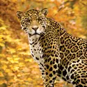 Jaguar - crédits :  Eric Isselée/ Fotolia