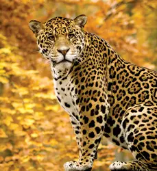 Jaguar - crédits :  Eric Isselée/ Fotolia