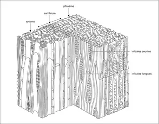 Cambium et dérivés - crédits : Encyclopædia Universalis France