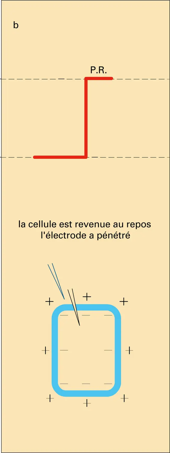 Potentiels biomembranaires - vue 2