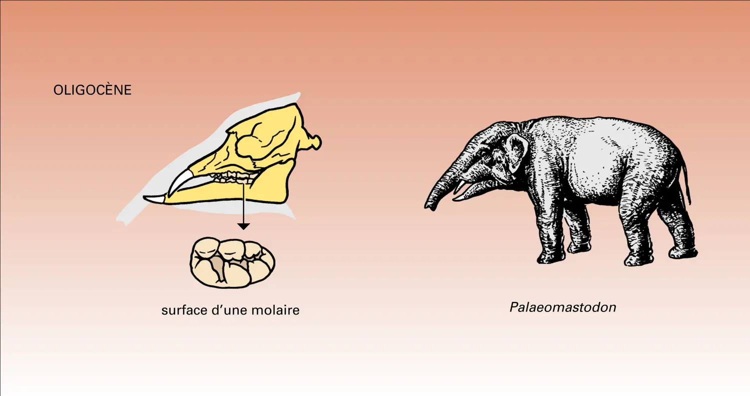 Phylogenèse : étapes - vue 5