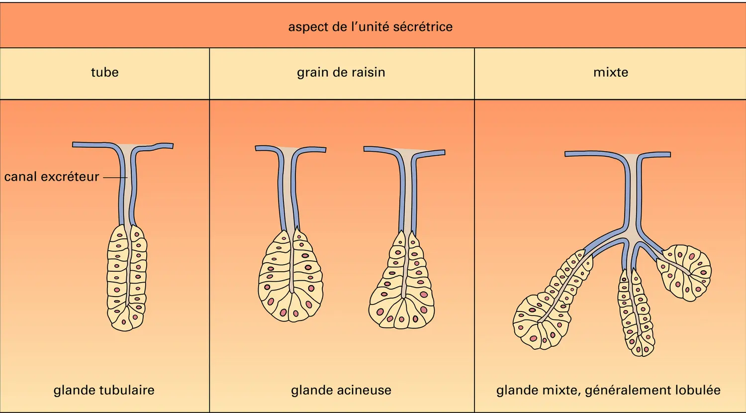 Glande exocrine - vue 1