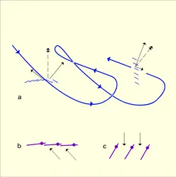 Pigeon : rémiges primaires - crédits : Encyclopædia Universalis France