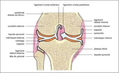 Genou - crédits : Encyclopædia Universalis France