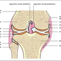 Genou - crédits : Encyclopædia Universalis France