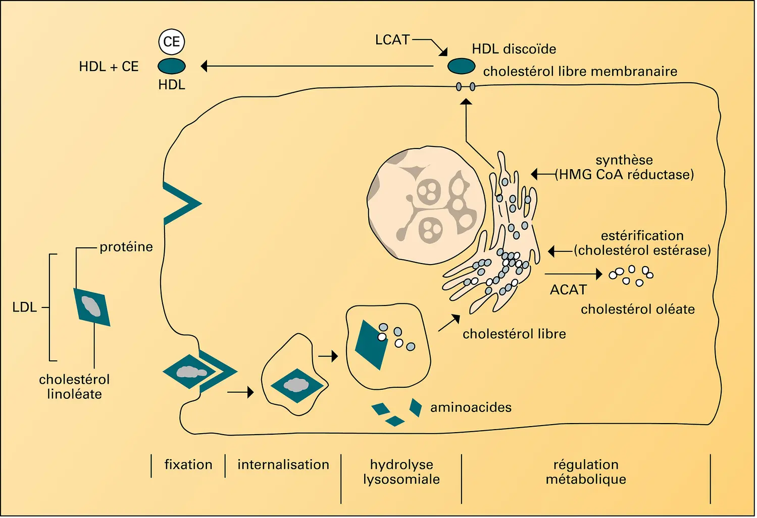 Fixation cellulaire et dégradation des LDL