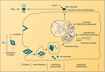 Fixation cellulaire et dégradation des LDL - crédits : Encyclopædia Universalis France