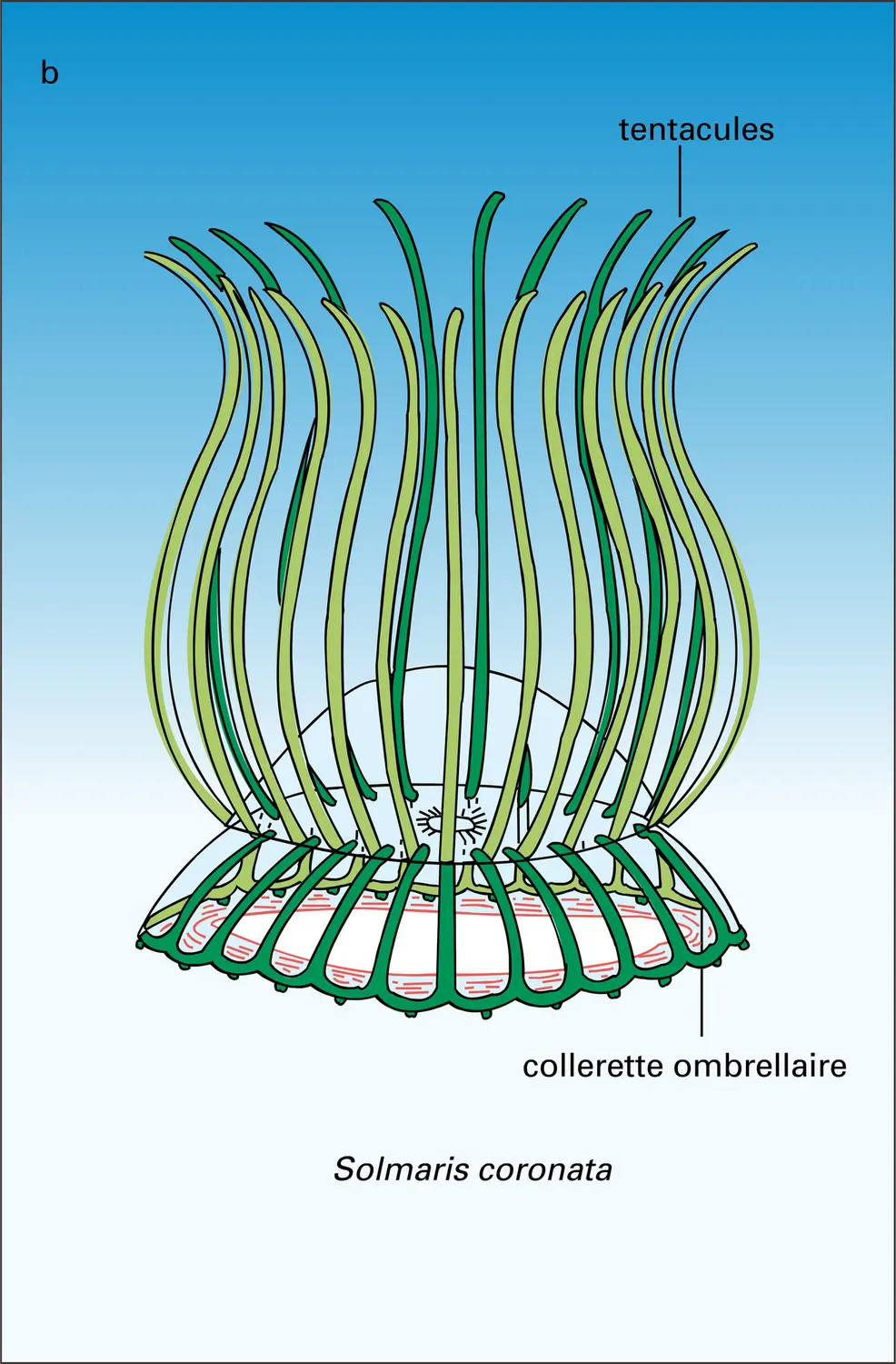 Hydroméduses - vue 2