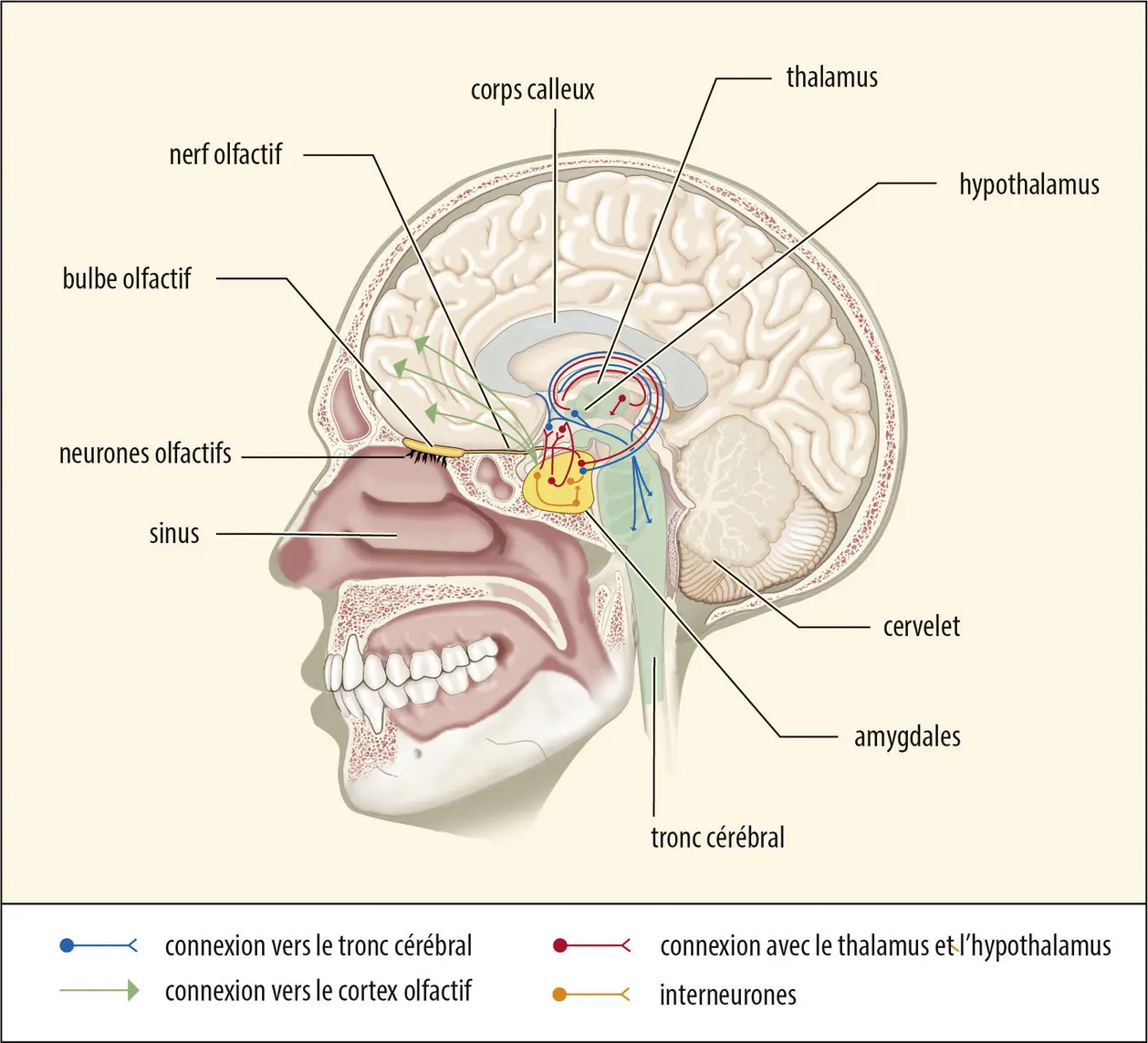 Lieux de projection du système olfactif