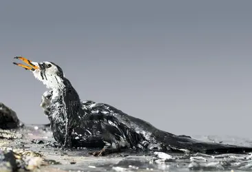 Mouette engluée dans une couche de pétrole - crédits : Mrs_ya/ Shutterstock