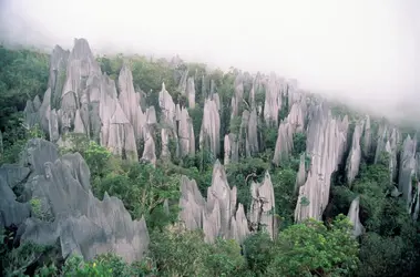 Parc de Gunung Mulu (Malaisie) - crédits : Glen Allison/ Getty Images