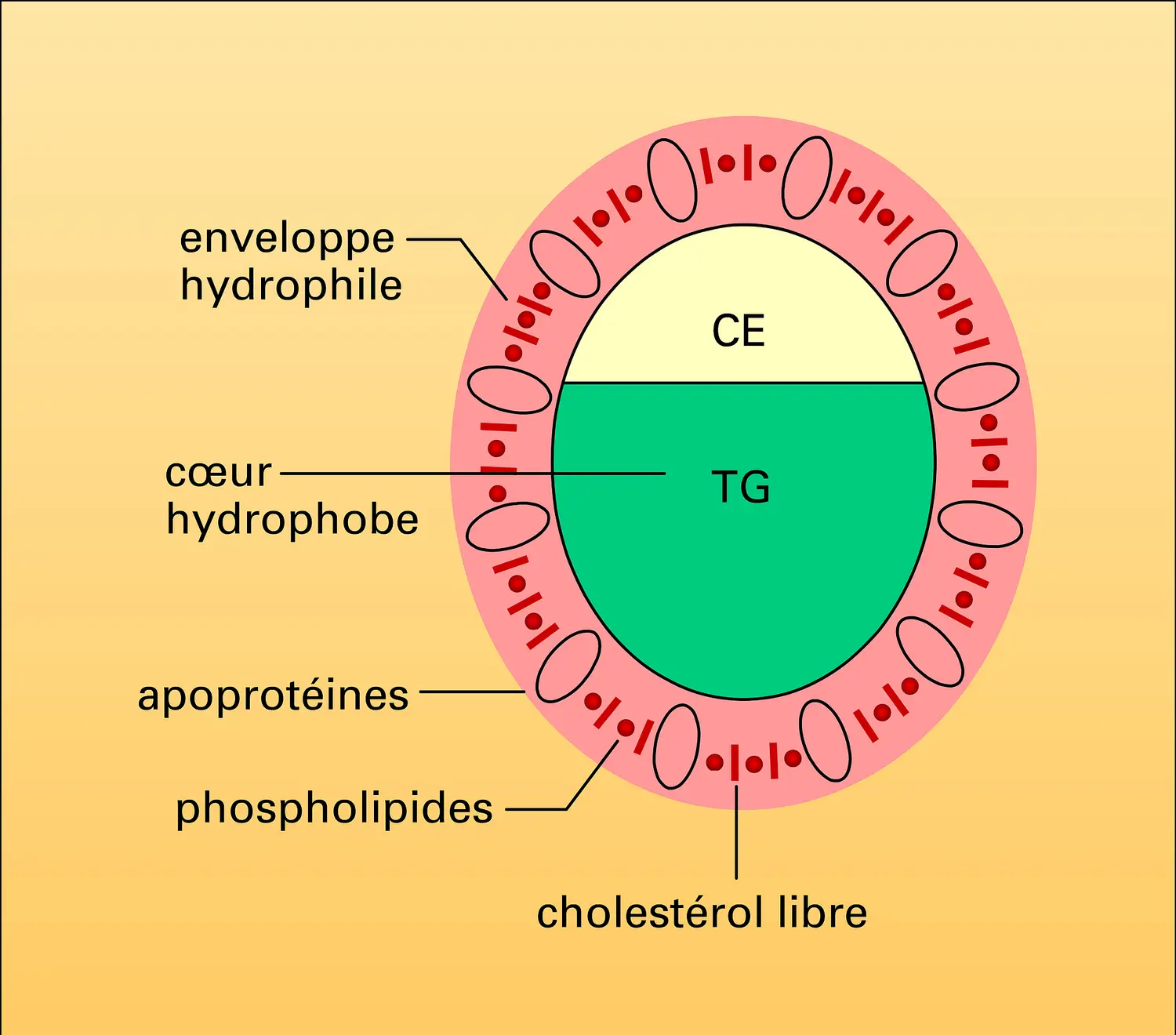 Structure des lipoprotéines