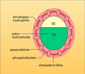 Structure des lipoprotéines - crédits : Encyclopædia Universalis France