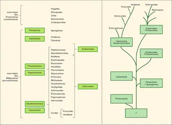 Systématique évolutionniste - crédits : Encyclopædia Universalis France