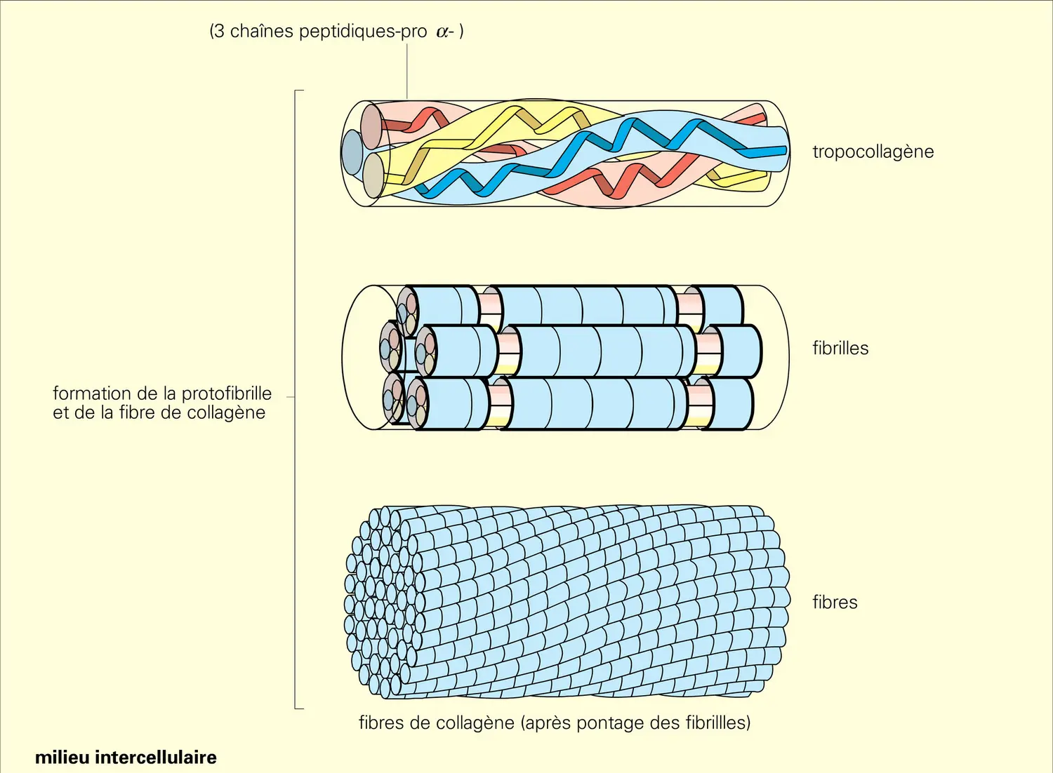 Biosynthèse du collagène - vue 2