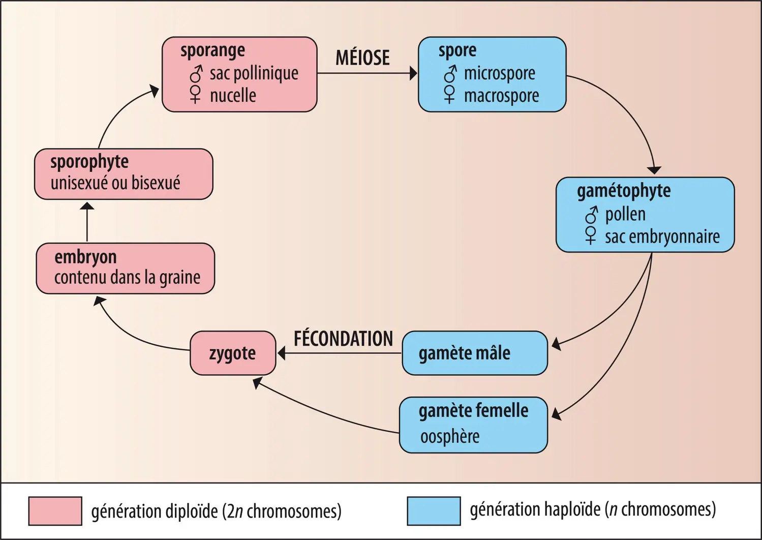 Cycle de reproduction des spermatophytes