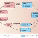 Cycle de reproduction des spermatophytes - crédits : Encyclopædia Universalis France