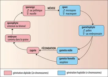 Cycle de reproduction des spermatophytes - crédits : Encyclopædia Universalis France