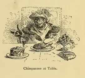 Un « chimpanzé » à table - crédits : Courtesy of the Library of Congress, cote : QL785 M57