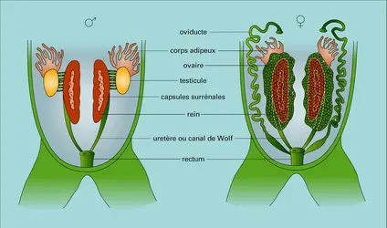 Organes génito-urinaires - crédits : Encyclopædia Universalis France