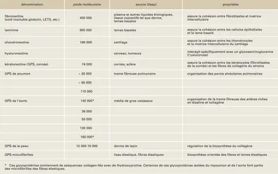 Glycoprotéines - crédits : Encyclopædia Universalis France