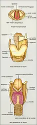Larynx : structure - crédits : Encyclopædia Universalis France