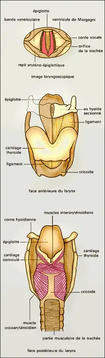 Larynx : structure