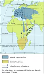 Pie-grièche - crédits : Encyclopædia Universalis France