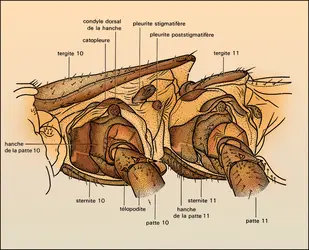 Lithobius - crédits : Encyclopædia Universalis France