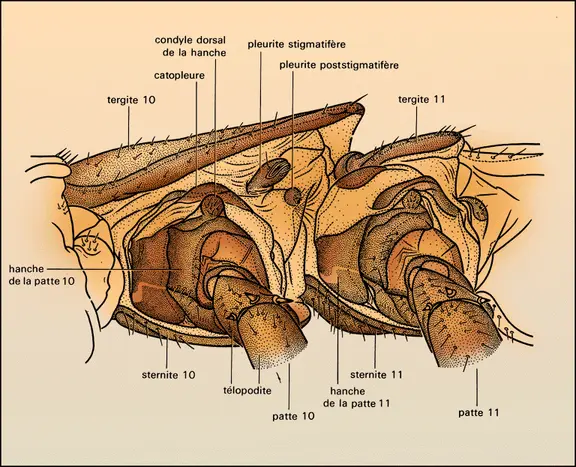 Lithobius