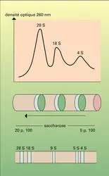 Fractionnement et analyse des ARN - crédits : Encyclopædia Universalis France