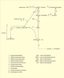 Amidon : biosynthèse - crédits : Encyclopædia Universalis France