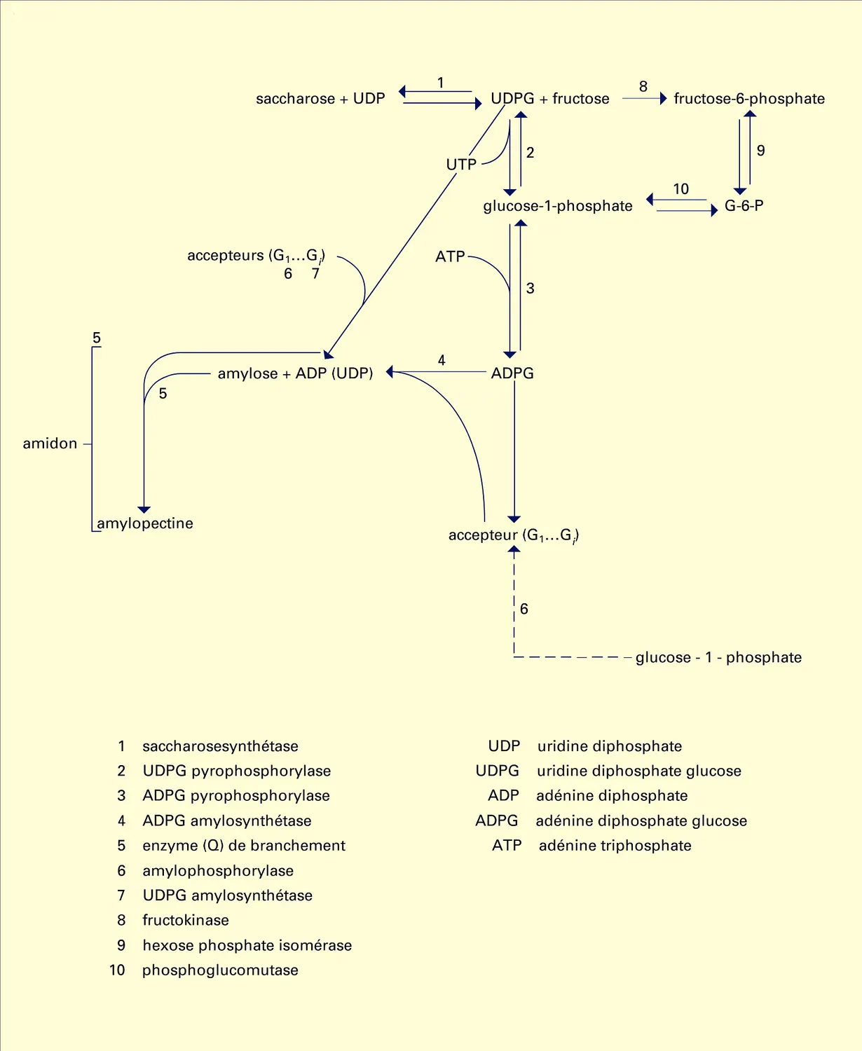 Amidon : biosynthèse