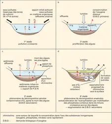 Pollution : dystrophisation des eaux - crédits : Encyclopædia Universalis France