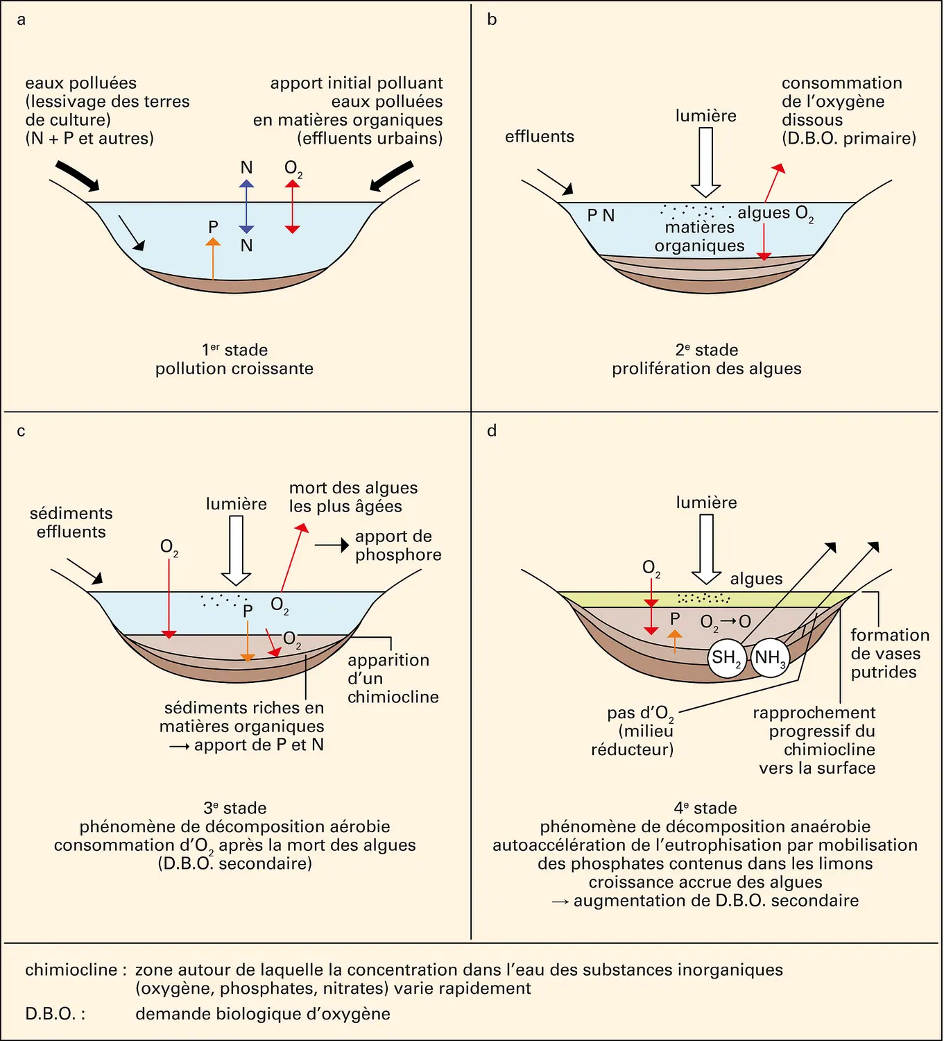 Pollution : dystrophisation des eaux